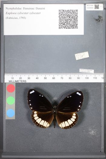 Media type: image;   Entomology 89484